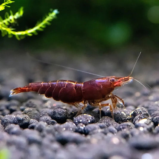 CHOCOLATE CHERRY NEOCARIDINA SP