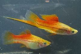 Pineapple Swordtail