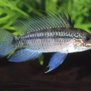 APISTOGRAMMA EREMNOPYGE (APISTOGRAMA DIAMOND)