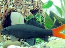 Redtail Black Shark