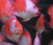 XXL Red & White Santa Parrotfish