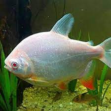 True Albino Red Pacu