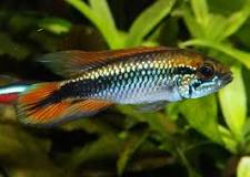 Apistogramma agassizii Double Red