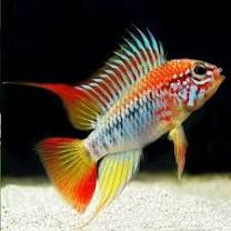 Apistogramma vieja Red