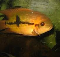 Emerald Cichlid