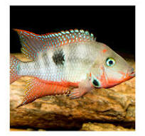 Spotcheek Cichlid