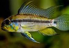 APISTOGRAMMA ALLPAHUAYO (APISTOGRAMA JURUENSIS)