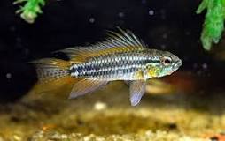 APISTOGRAMMA SP