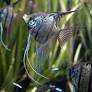 PTEROPHYLLUM SCALARE ANGEL 3"-4"