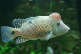 Red Hump Geos (Geophagus steindachneri)