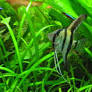 PTEROPHYLLUM SCALARE ANGEL 3"-4"