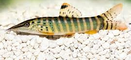 Green Tiger Loach