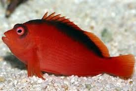 Flame Hawkfish