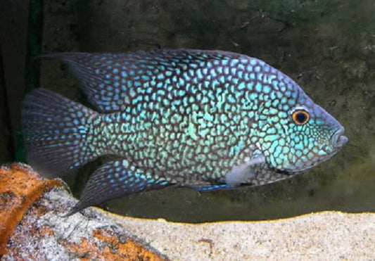 Electric Blue Texas Cichlid (Herichthys Carpintis)