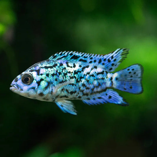 ELECTRIC BLUE JACK DEMPSEY CICHLASOMA OCTOFASCIATUM