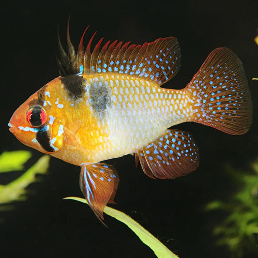 EO ANGEL RAM MIKROGEOPHAGUS RAMIREZI 2-2.5 CM