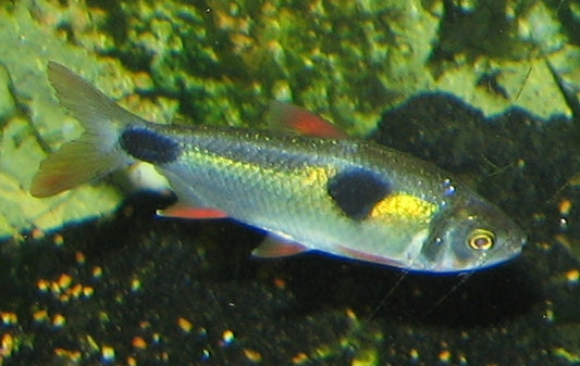 Exodon Paradoxis Tetra x 6 (group of 6)