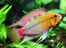 Apistogramma hongsloi