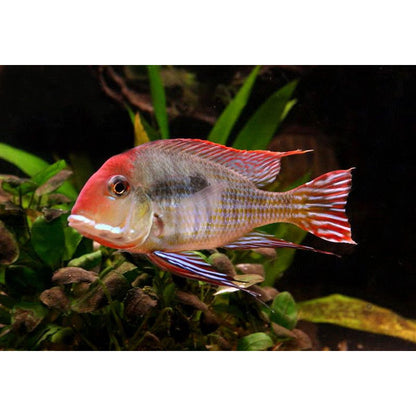 American Cichlid Geophagus Redhead Tapajo