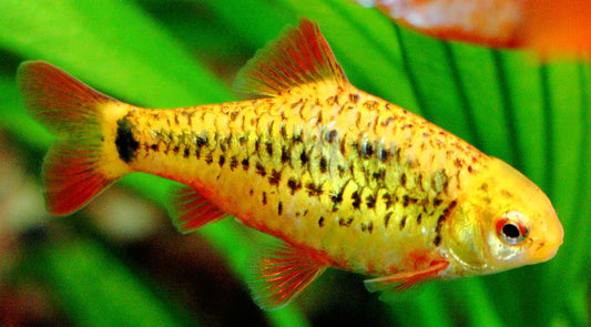 Gold Barb x 6 (group of 6)