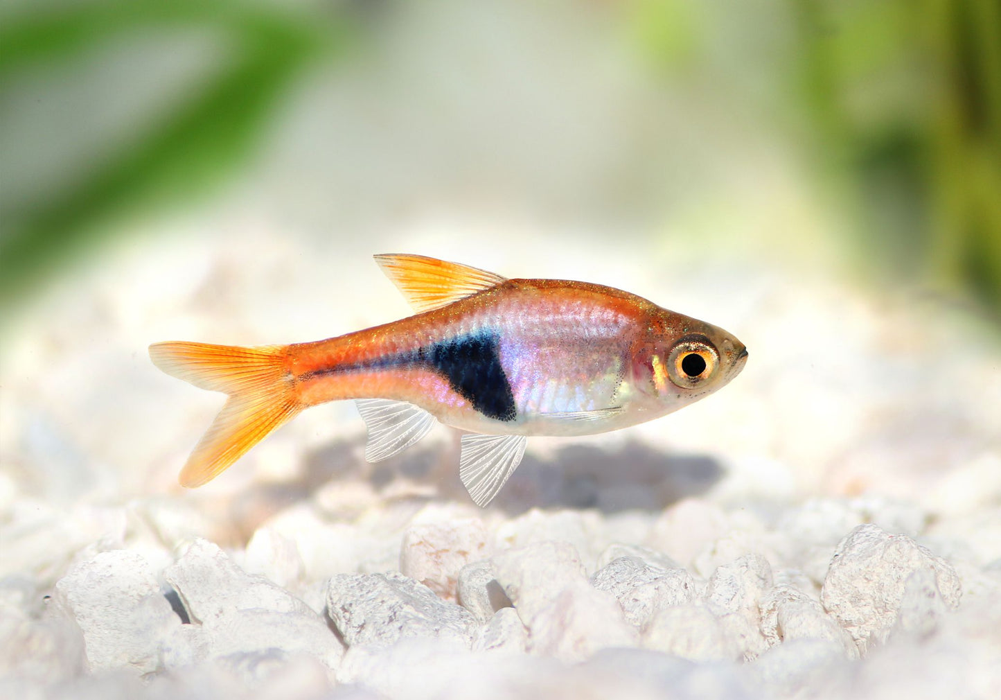 Harlequin Rasbora x 6 (group of 6)