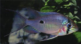 Orinoco Dwarf Eartheater (Biotodoma wavrini) 2"