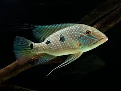 Geophagus Daemon – Three Spot Eartheater (Satanoperca daemon)