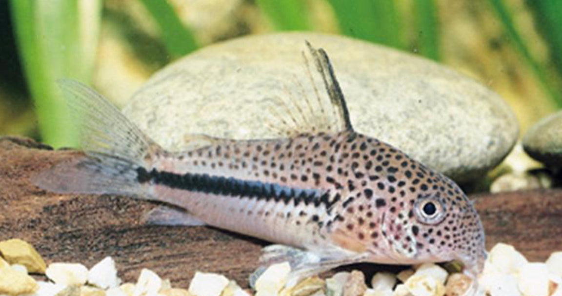 Corydoras Bondi