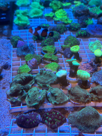 Mixed Coral Frags SPS/LPS/SOFT Corals