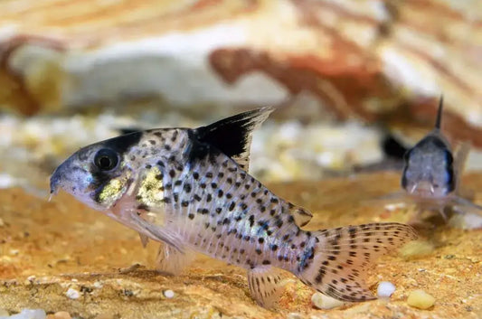 CORYDORAS DELPHAX