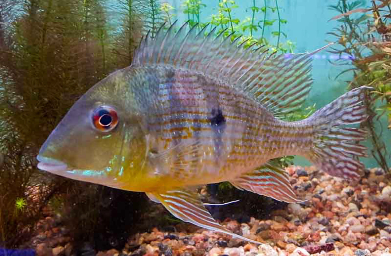 Geophagus Caquetae