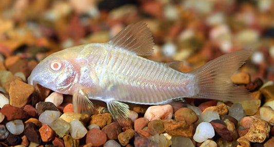 CORYDORAS ALBINO