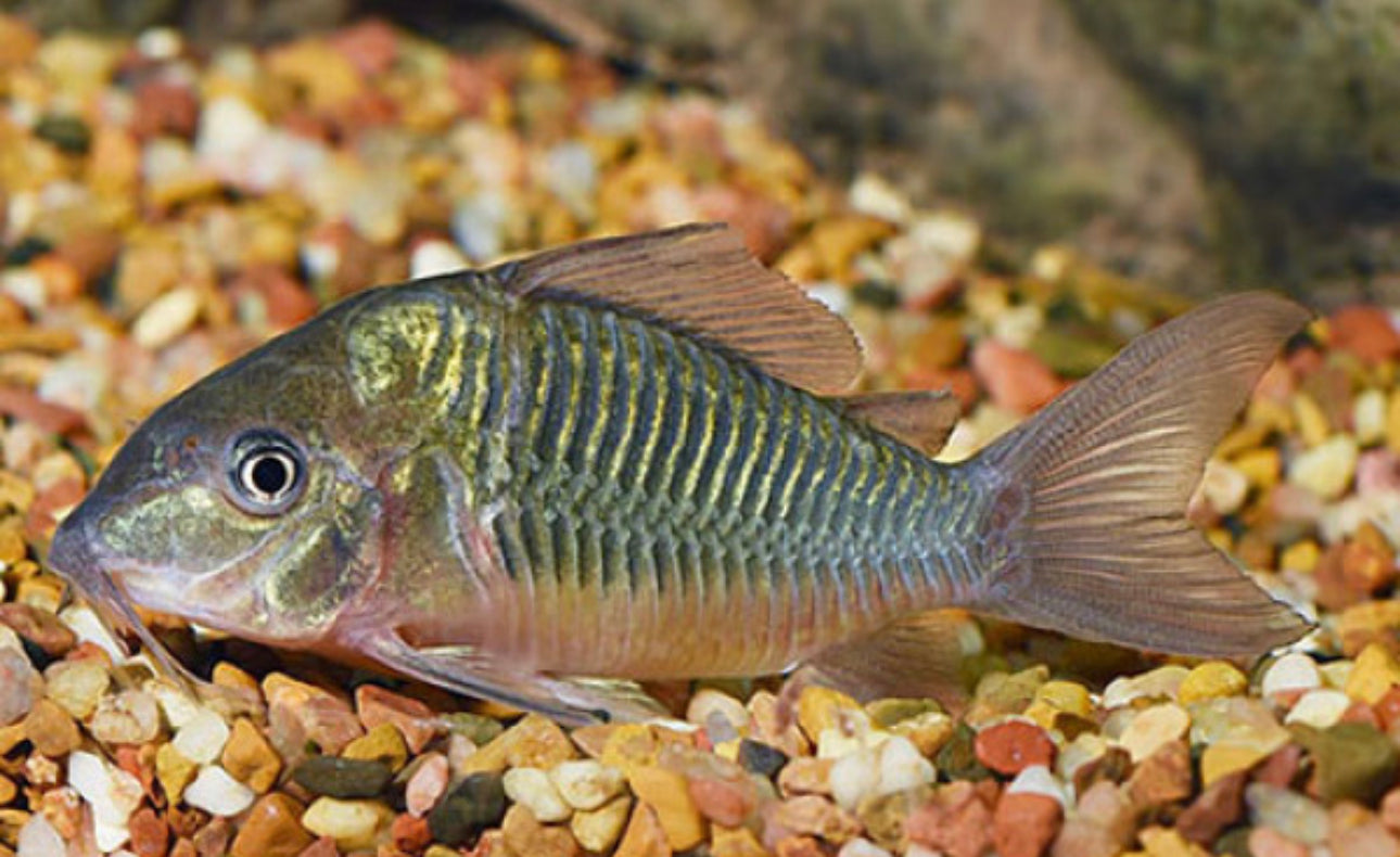 Green Hump Catfish