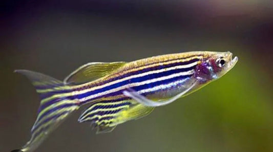 longfin Danio