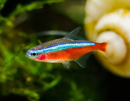 Cardinal Tetra