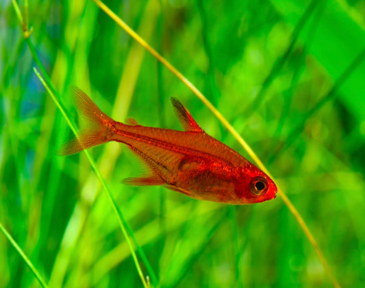 EMBER RED TETRA (EMPEROR TETRA)