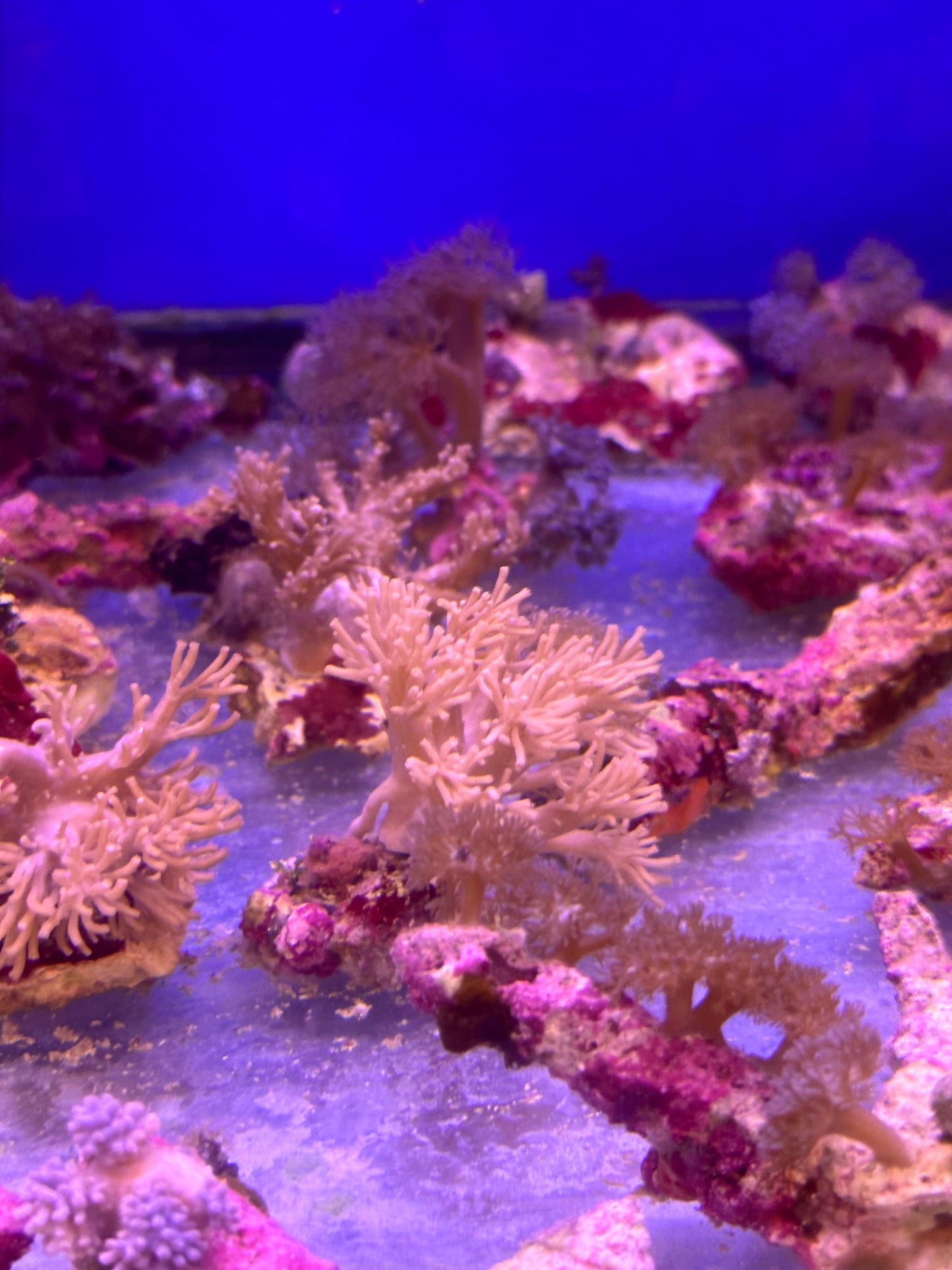 Mixed Coral Frags SPS/LPS/SOFT Corals