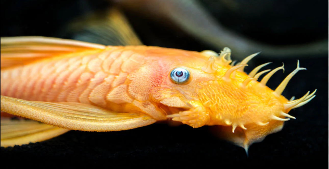 Blue Eye Albino Bushynose Pleco