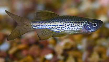 Leopard Danios
