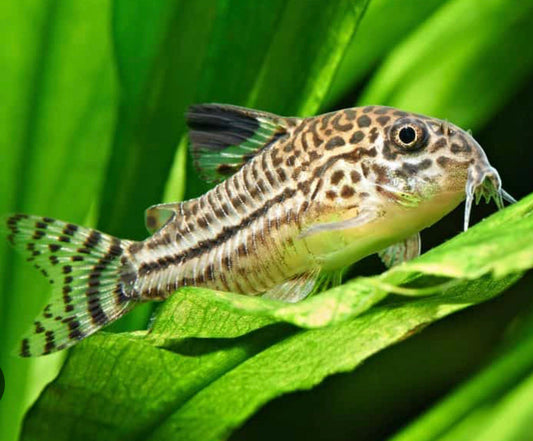 Corydoras Julii