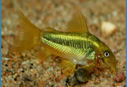 CORYDORAS TANK RAISED GOLD LAZER