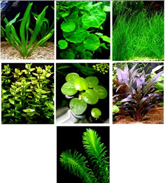 Assorted Aquarium Plants Bunch