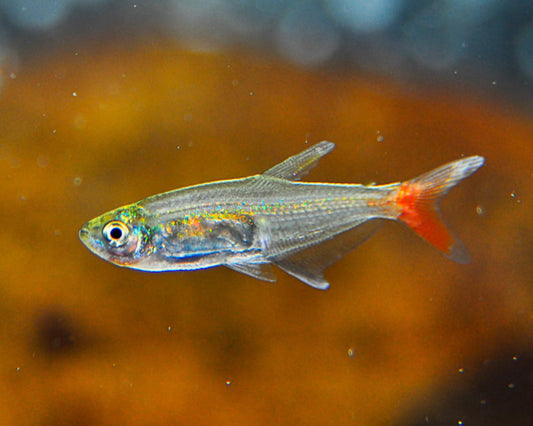 Glass Bloodfin Tetra