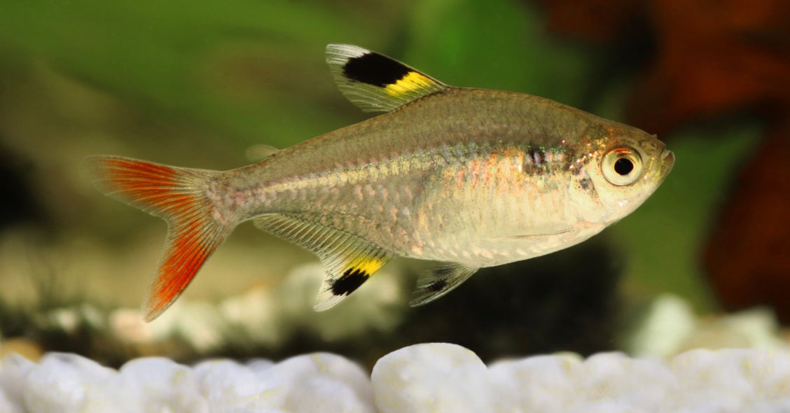 Pristella Tetra