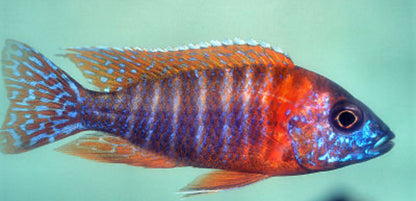 African cichlid Male RED Peacock