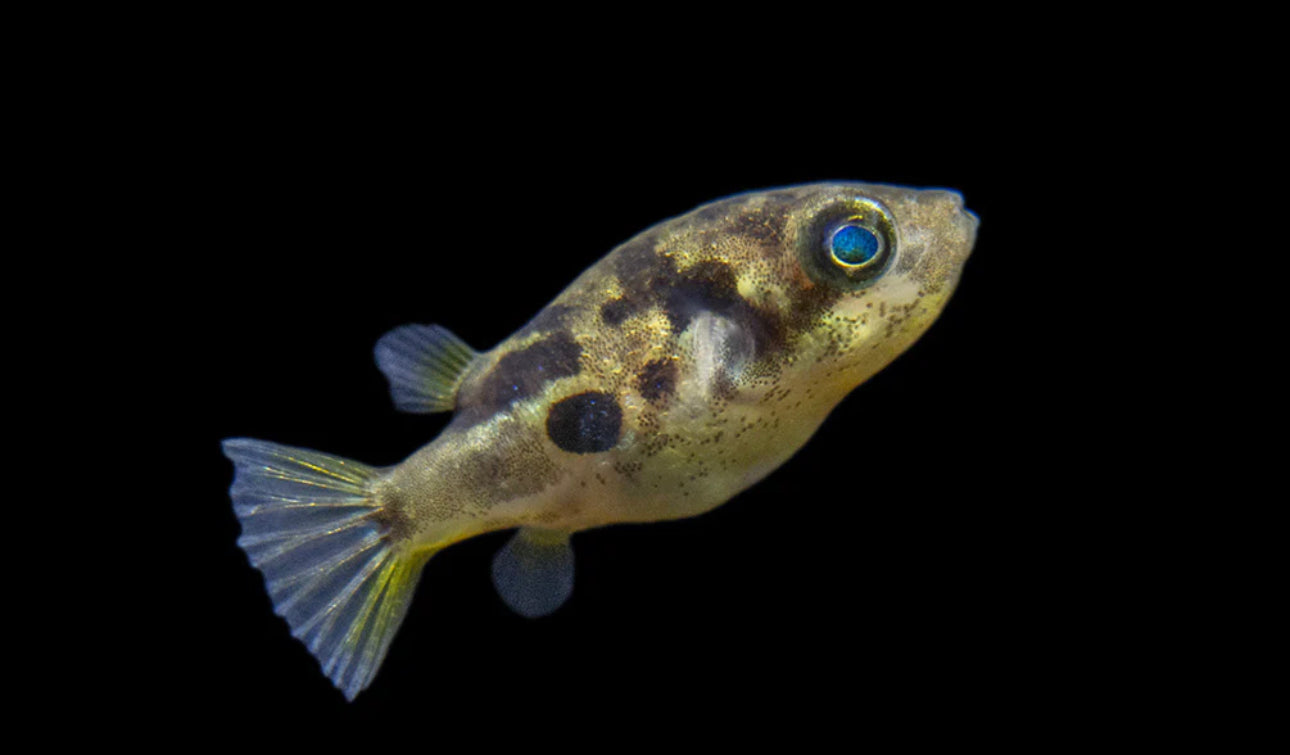 Dwarf Pea Puffer