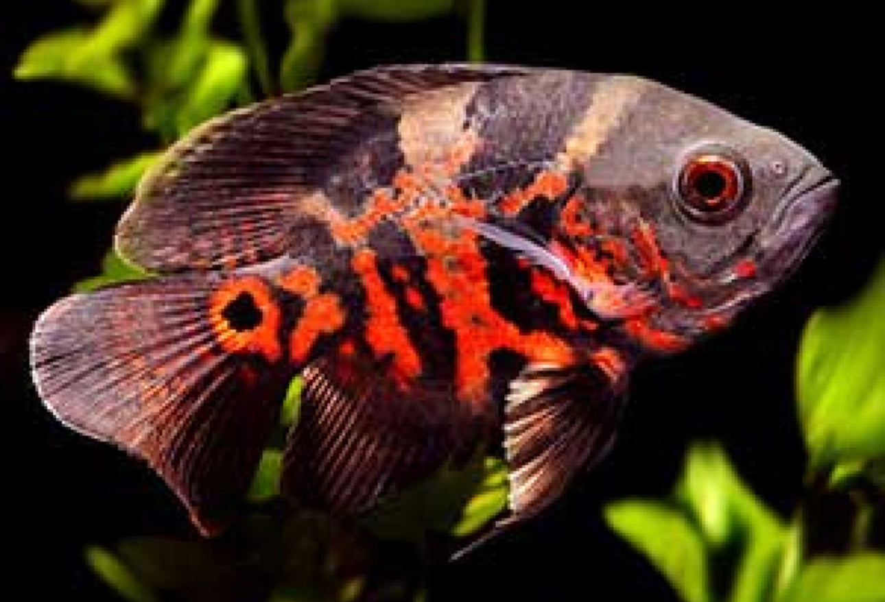 Long Fin Red Tiger Oscar