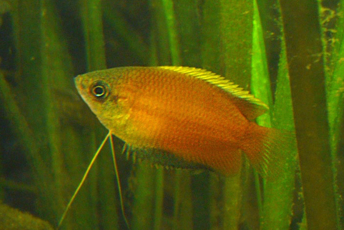 Flamingo Honey Gourami