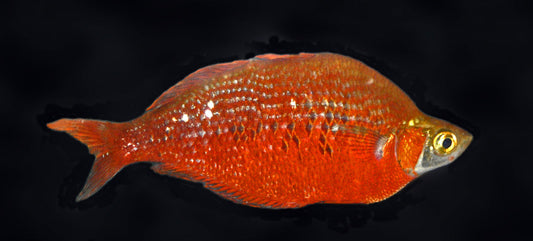 Red Rainbow Fish