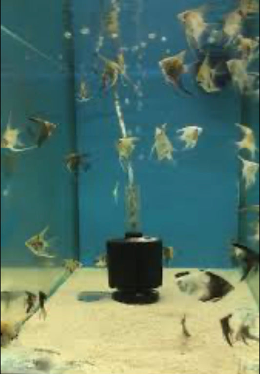 Assorted Angel Fish Small -sm